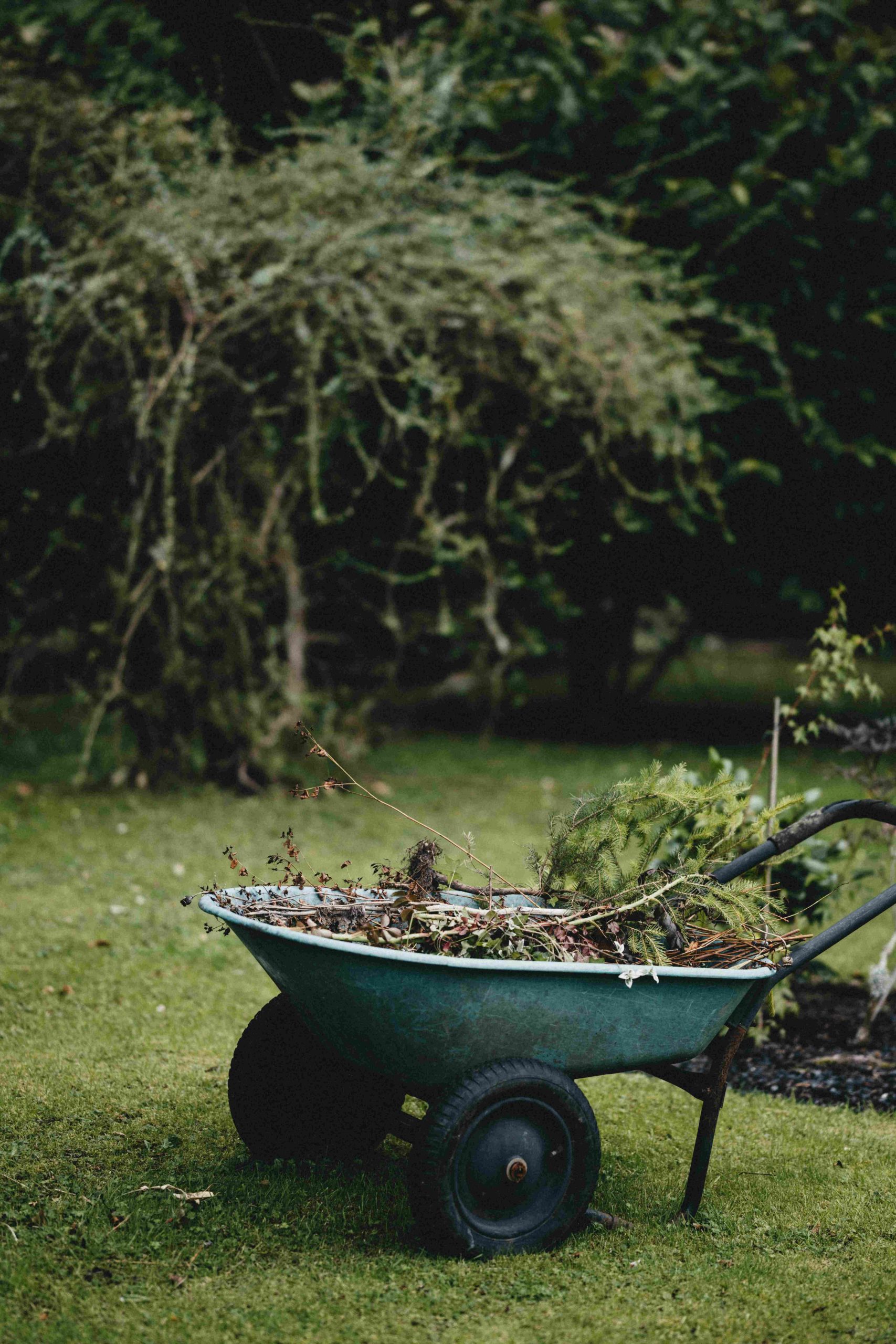 Plantering i Hålan